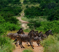 Kapama Private Game Reserve